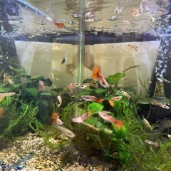 グッピー　稚魚〜成魚