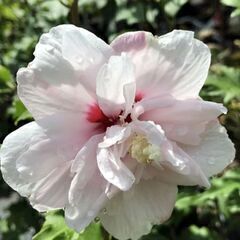 むくげに植木鉢はついて無く木の高さは1メートル60以下の画像