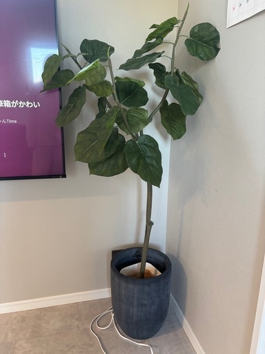 フェイクグリーン　観葉植物　ウンベラータ