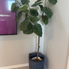 フェイクグリーン　観葉植物　ウンベラータ