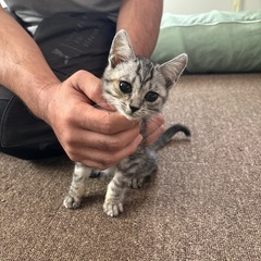 子猫ちゃん里親募集