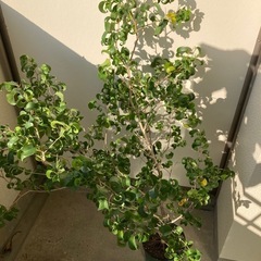 観葉植物　ベンジャミン　バロック   7号