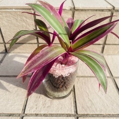 ムラサキオモト　観葉植物　ハイドロカルチャー