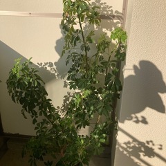 観葉植物　シェフレラ　7号
