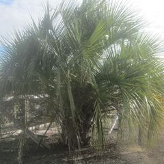 ヤシをお安く販売します。