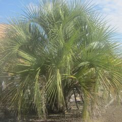 ヤシをお安く販売します。の画像