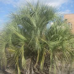 ヤシをお安く販売します。の画像