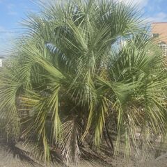 ヤシをお安く販売します。の画像