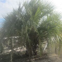 ヤシをお安く販売します。の画像