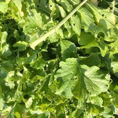 🌿大根の葉っぱ🌿引取限定🌿