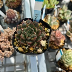 多肉植物　大和姫