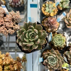 多肉植物　オリビア
