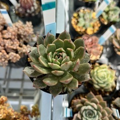 多肉植物　オリビアの画像