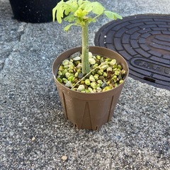 塊根植物 多肉植物 アデニア　グラウカ　挿し木②