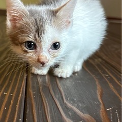 ふわふわ小さなふわりちゃん