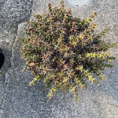塊根植物　多肉植物　ユーフォルビア　レネウトニー②の画像
