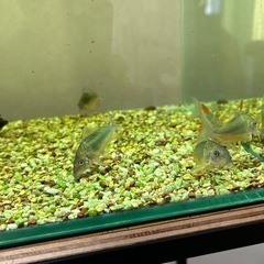 熱帯魚の画像