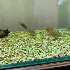 熱帯魚の画像