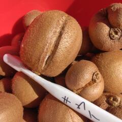 訳あり　約2キロ　キウイフルーツの実　このままでは食べられないです　追熟（ﾂｲｼﾞｭｸ）がしつようの画像