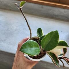 サクラランの画像