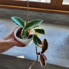 サクラランの画像