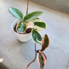 サクラランの画像