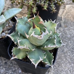 多肉植物　アガベ　チタノタ　姫厳竜の画像