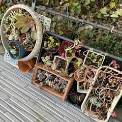 植木鉢