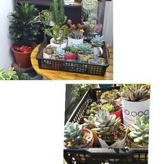 カゴ2個×多肉植物リメ缶とレンガ鉢セットの画像