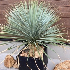 ロストラーダ激安