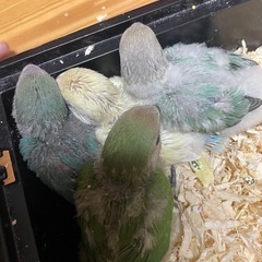コザクラインコ雛