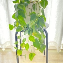 【観葉植物】ポトス　植木鉢/鉢カバーセット