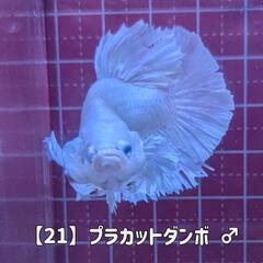 【21】ジャイアント？ ダンボプラカット ベタ ♂？
