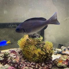 オナガグレ(クロメジナ) 海水魚