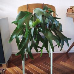 ★値下げしました★　　ビカクシダ　コウモリラン　植物