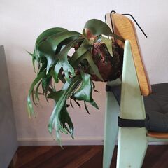★値下げしました★　　ビカクシダ　コウモリラン　植物の画像