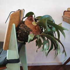 ★値下げしました★　　ビカクシダ　コウモリラン　植物の画像