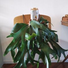 ★値下げしました★　　ビカクシダ　コウモリラン　植物の画像