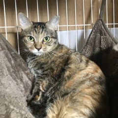 11月17日(日)すみれペットクリニック様にて『立川地域猫の会』...