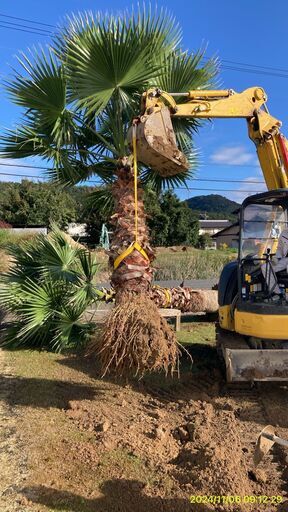 ヤシ　やし　ワシントンヤシ　掘起してます　引き取り限定　⑦