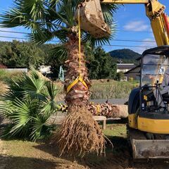 ヤシ　やし　ワシントンヤシ　掘起してます　引き取り限定　⑦