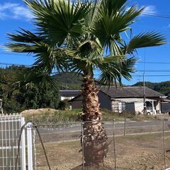 ヤシ　やし　ワシントンヤシ　掘起してます　引き取り限定　⑦の画像