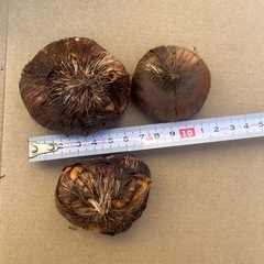 グラジオラス　球根　切子　セット　まとめ売りの画像