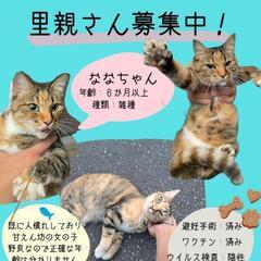 キジミケ