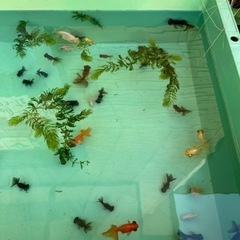 金魚　　残りわずか　蝶尾の出目金の画像