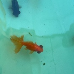 金魚　　残りわずか　蝶尾の出目金の画像