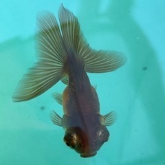 金魚　　残りわずか　蝶尾の出目金の画像