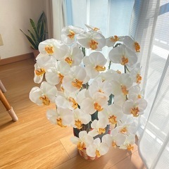 胡蝶蘭　造花