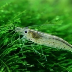 ミナミヌマエビ　1匹　10円　36