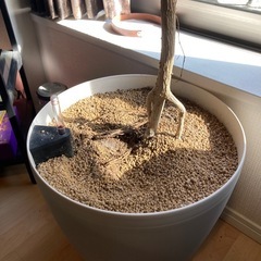 レチューザ　　鉢、土、枯れ木